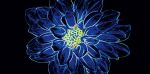 OPOCZNO FLUORESCENT FLOWER BLUE INSERTO 29,7X60