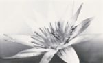 CERSANIT NEGRA WHITE INSERTO FLOWER 25x40